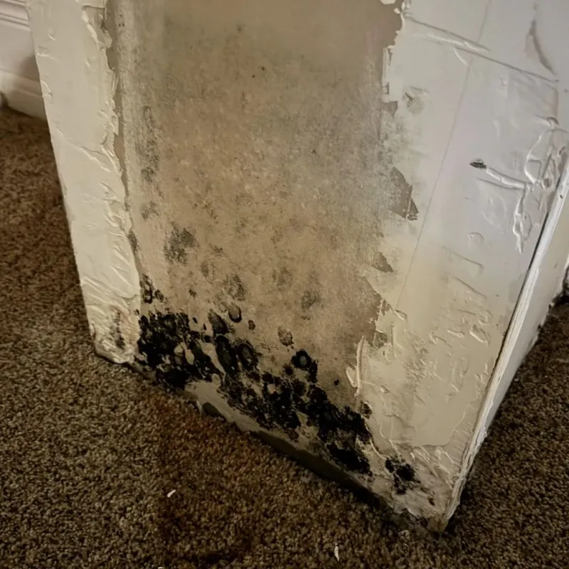 Professional Mold Removal in Waller County, TX